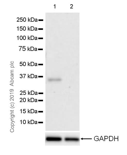 Six1 Antibody 1593 Ab243247  Western Blot Img12163