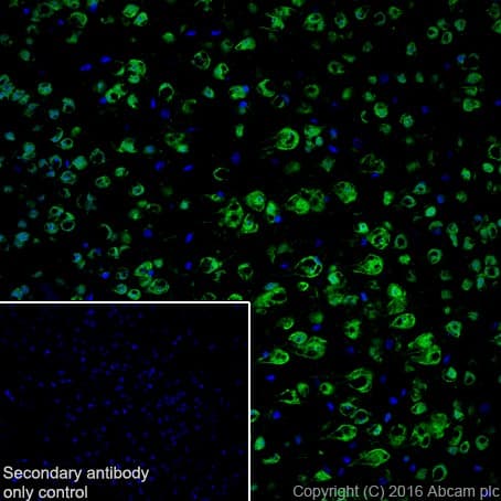Anti-HuD + HuC antibody [EPR19098](AB184267)