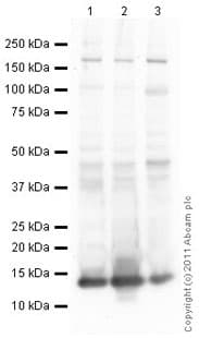Histone H4 Antibody Mabcam 17036 Chip Grade Ab17036  Western Blot Img53847