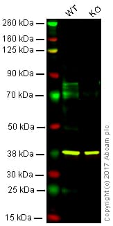 C Myb Antibody Ana236b Ab169111  Western Blot Img54284