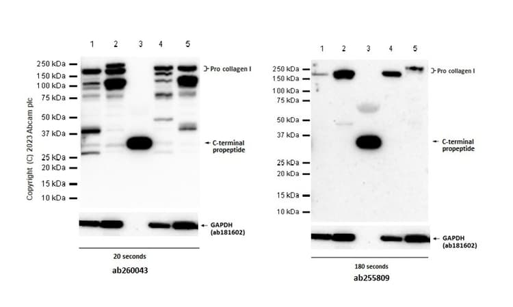 Anti-Collagen I antibody [EPR22894-89](ab260043)