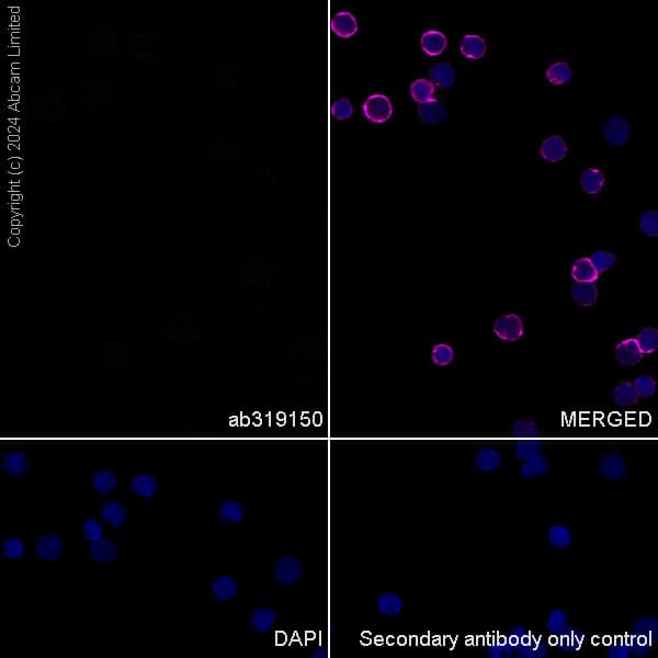 Pmca2 Antibody Epr28923 56 Bsa And Azide Free Ab319151  Immunocytochemistry Immunofluorescence Img435187