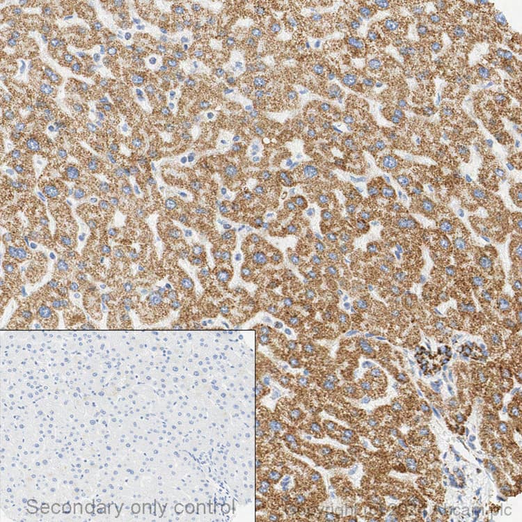 Anti-ATP5A antibody [15H4C4] - Mitochondrial Marker(AB14748)