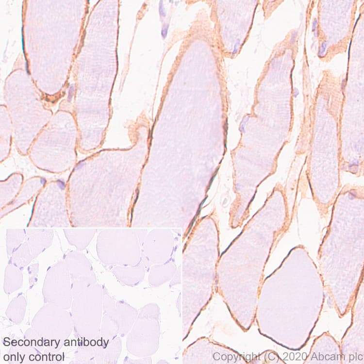 Anti-Dystrophin antibody [EPR23336-129](AB275391)