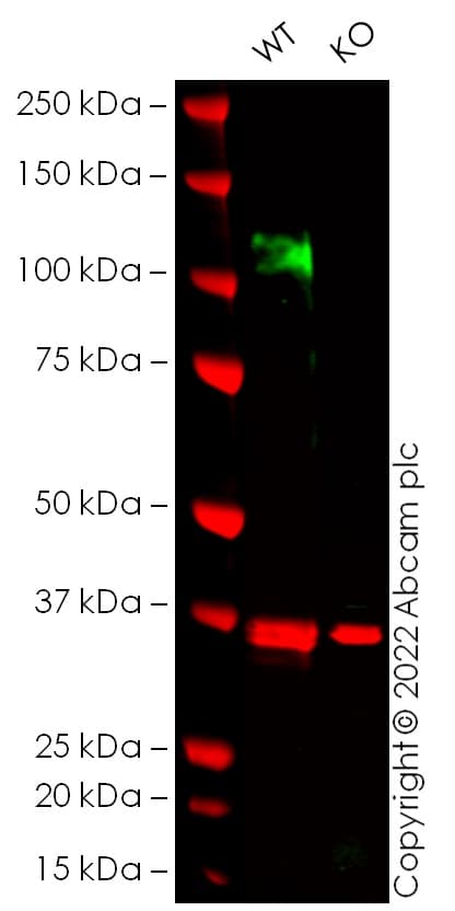 Anti-NMDAR1 antibody [EPR23397-66](AB274377)