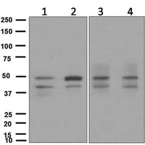 Skp2 Antibody Epr33062 Bsa And Azide Free Ab248010  Western Blot Img116253