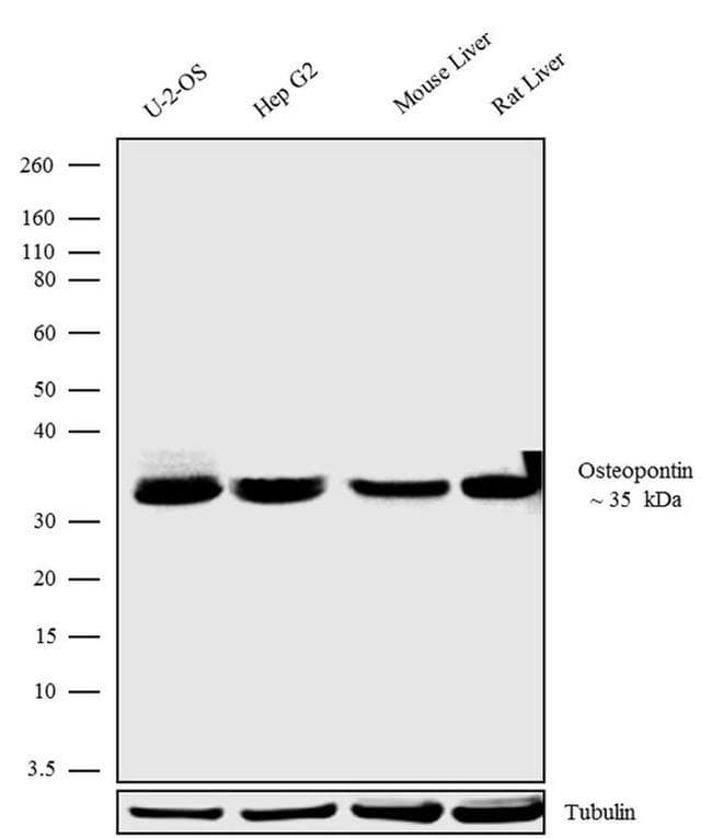 Anti-Osteopontin antibody [RP23040158](AB307994)