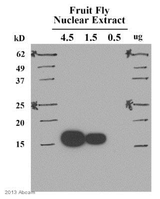 Anti-Histone H3 (di methyl K9) antibody [mAbcam 1220] - ChIP Grade(AB1220)