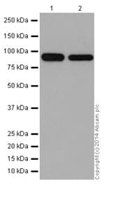 Anti-CSDE1/NRU antibody [EPR17413] - BSA and Azide free(AB251319)