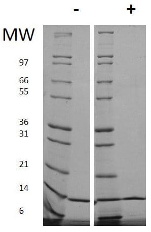 Recombinant human IL-2 protein (Animal Free)(AB179500)