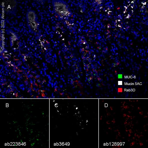 Anti-Gastric Mucin/MUC-6 antibody [EPR20623](AB223846)