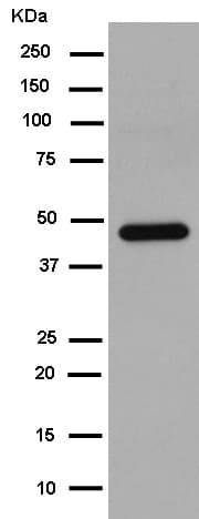 Anti-CNPase antibody [EPR13005] - BSA and Azide free(AB250658)