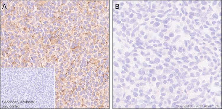 Anti-Connexin 43 / GJA1 antibody [RM1071] - BSA and Azide free(AB314909)