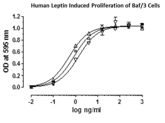 Recombinant human Leptin protein (Animal Free)(AB222359)