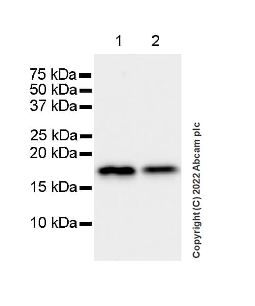 Anti-Cofilin 2 antibody [EPR24519-7](AB300128)