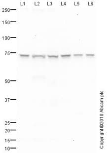 Anti-Ku70 antibody(ab83501)