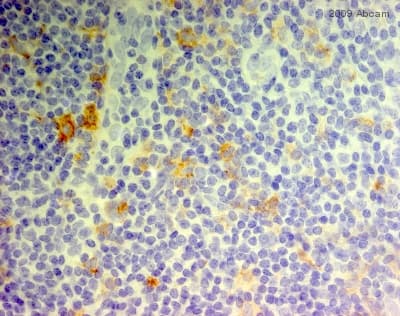 Anti-CD11c antibody [EP1347Y] - BSA and Azide free(AB216655)
