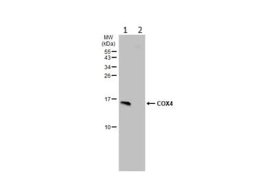 Anti-COX IV antibody - Mitochondrial Marker(AB153709)