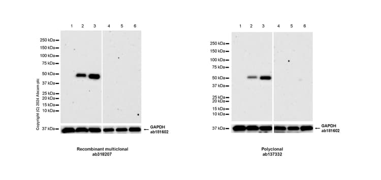 Anti-MMP1 antibody(AB137332)
