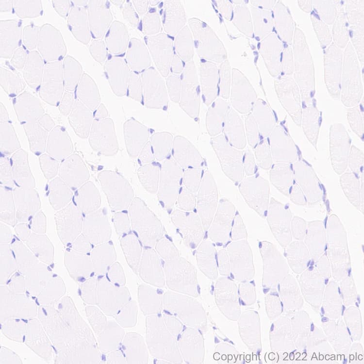 Anti-CD98 antibody [EPR27111-83] - BSA and Azide free(AB303511)