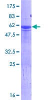 Recombinant Human HES6 protein(AB132389)