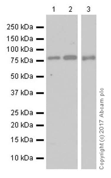 Torc2 Antibody Epr20219 Bsa And Azide Free Ab240282  Western Blot Img147314