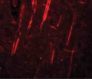 Anti-NALP12/NLRP12 antibody(AB105409)