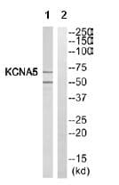 Anti-KCNA5/KV1-5 antibody(AB110469)