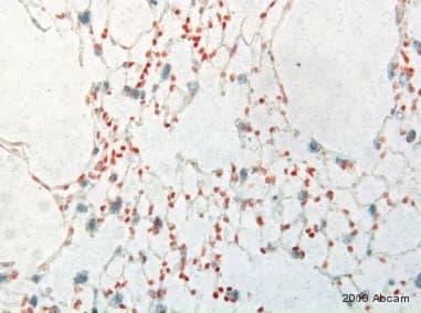 Goat Armenian Hamster Igg H L Biotin Ab5744  Immunohistochemistry Formalin Pfa Fixed Paraffin Embedded Sections Img415837