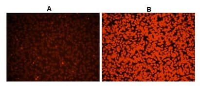 Cellular ROS Assay Kit (Orange)(AB186028)