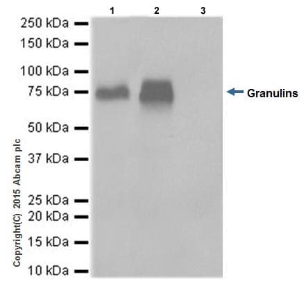 Granulin Antibody Epr15864 Low Endotoxin Azide Free Ab225532  Immunoprecipitation Img54548