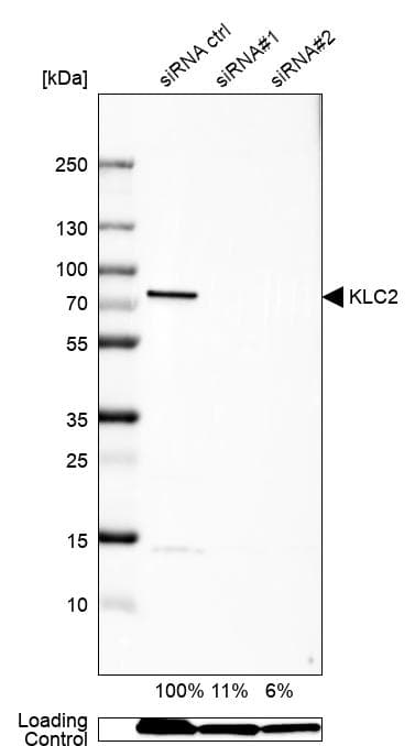 Anti-KLC2 antibody(AB254848)
