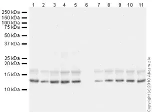 Human Histone H3 (di methyl K9) peptide(AB1772)