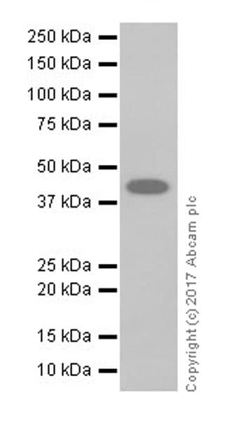 Ptf1a Antibody Epr19011 Ab182398  Western Blot Img160068
