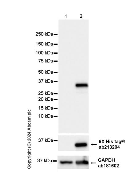 Anti-mCherry antibody [EPR20579] - Chicken IgY (Chimeric)(AB316977)
