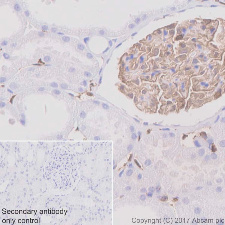 Iba1 Antibody Epr61362 Microglia Marker Ab178680  Immunohistochemistry Formalin Pfa Fixed Paraffin Embedded Sections Img171630