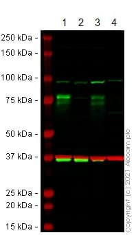 Anti-FMRP antibody [EPR23852-90] - BSA and Azide free(AB277489)
