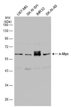 Anti-n-Myc/MYCN antibody(AB272918)