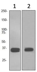 Anti-SOX2 antibody [EPR3131](AB92494)