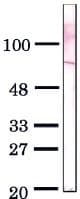 Sumo 1 Antibody 4d12 Bsa And Azide Free Biotin Ab179907  Western Blot Img862