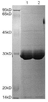 Ab172154  Sds Page Img2185