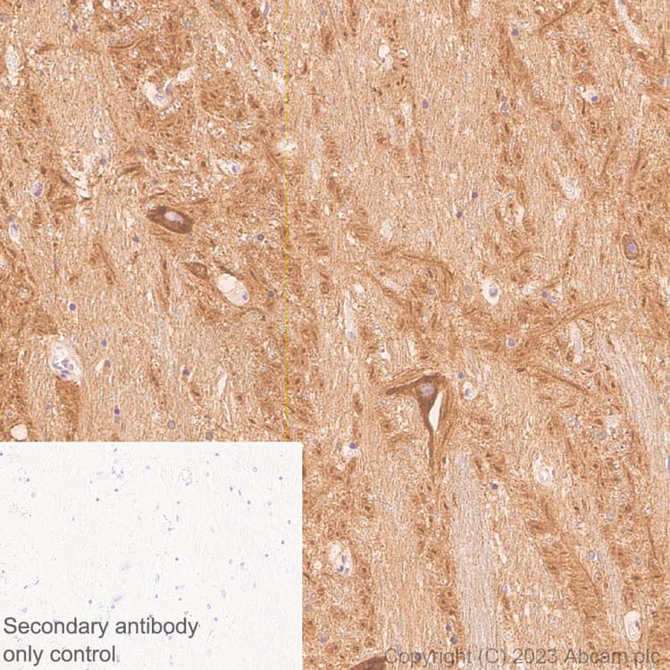 Anti-HCN3 antibody [EPR27844-43] - BSA and Azide free(AB313792)