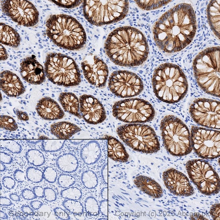 Anti-E Cadherin antibody [4A2](AB231303)