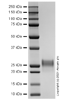 Recombinant human KGF/FGF-7 protein (Active)(AB283451)