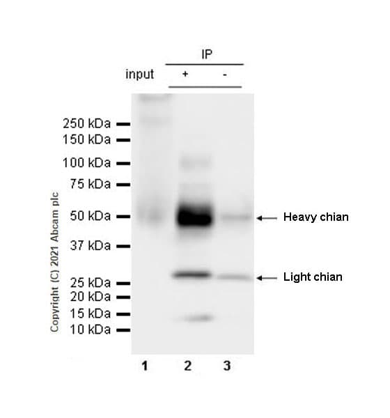 Anti-PD-L2 antibody [CAL28] - Rat IgG2a (Chimeric)(AB283347)