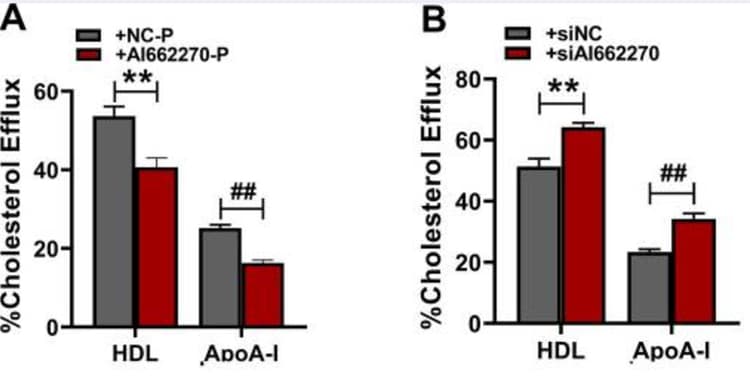 Cholesterol Efflux Assay Kit (Cell-based)(AB196985)
