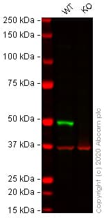 Irf3 Antibody Ep2419y Ab76409  Western Blot Img151215