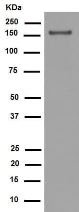 Anti-Integrin alpha 2 antibody [EPR5788](AB133557)