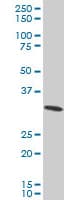 Rps3a Antibody C Terminal Ab194670  Western Blot Img19429