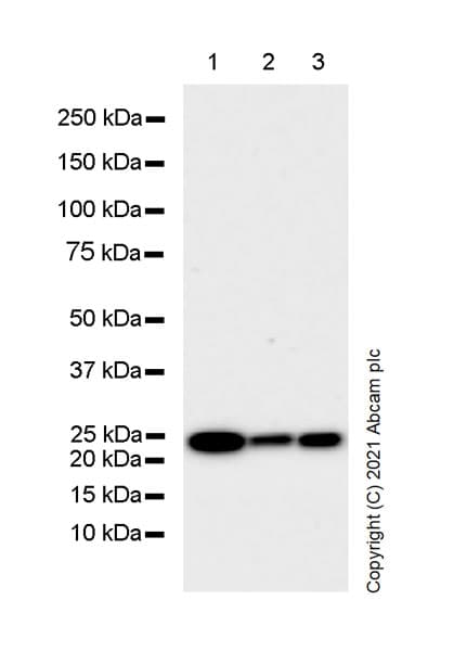 Anti-Rab5 antibody [1/Rab5](AB288769)